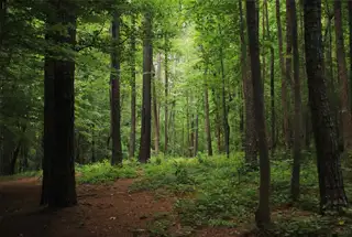 Miyawaki Forest at Kalpataru Ardene